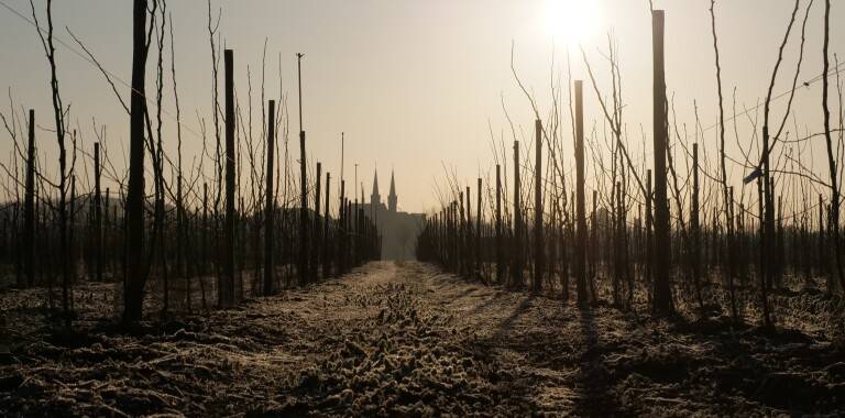 Fruit cultivation