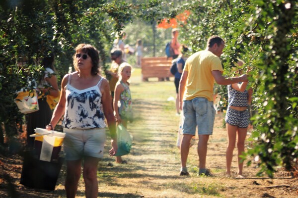 plukdagen fruitboerderij