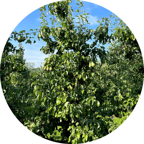Conference perenboom